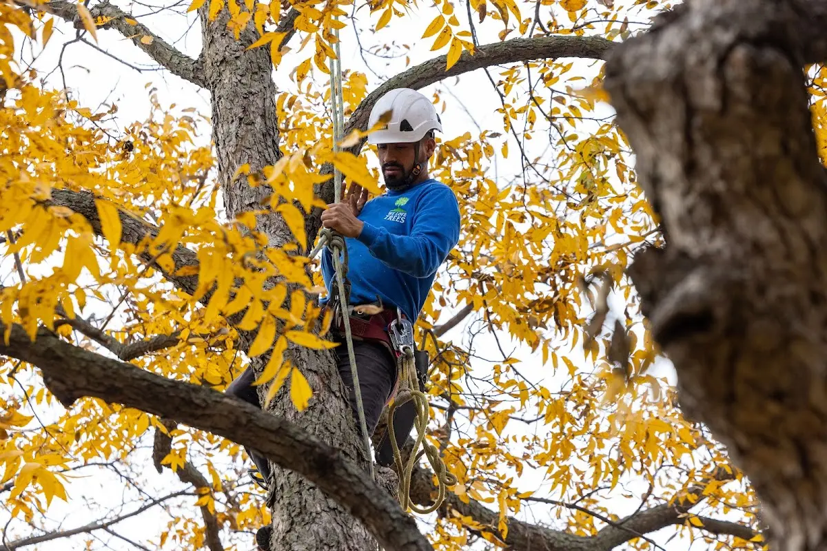 Skilled Tree Trimming crew working in Brookfield